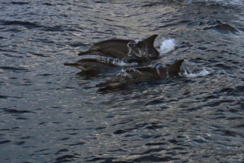 Durante el avistamiento de delfines