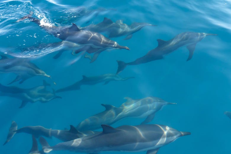 Golfinhos em Malé