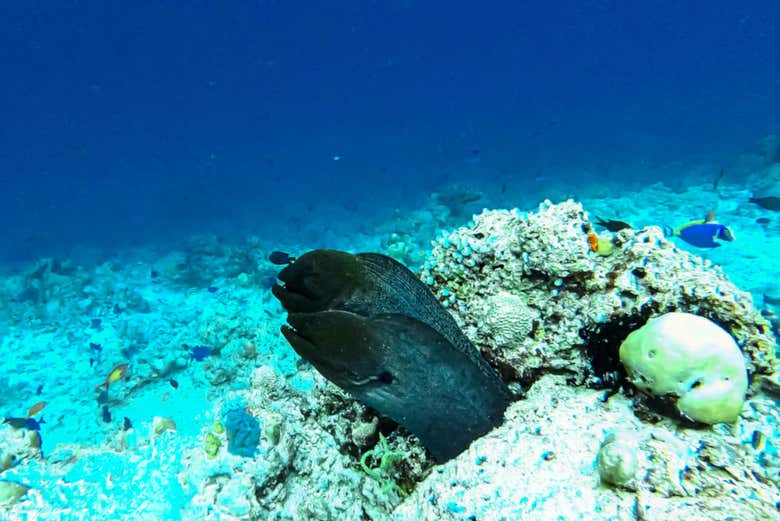 Una pareja de morenas