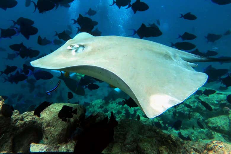 Descubriendo el fondo marino