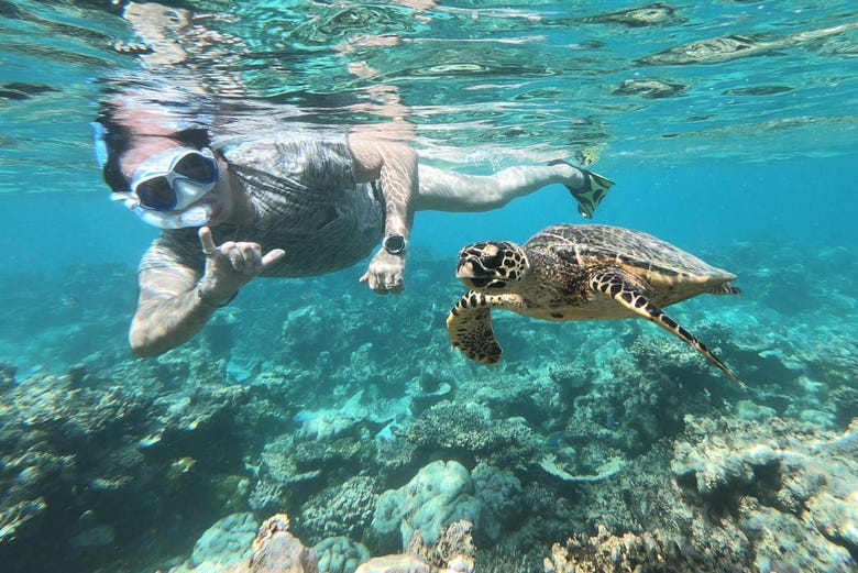 Snorkel con tortugas en Maldivas