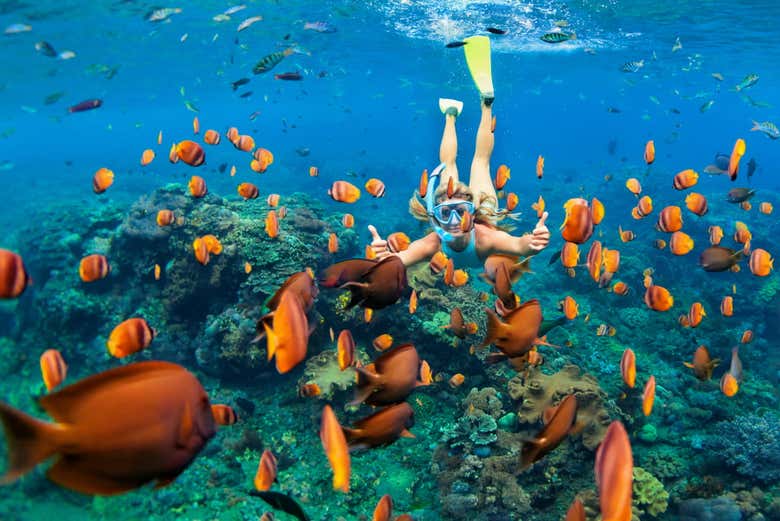 Snorkel en Maldivas