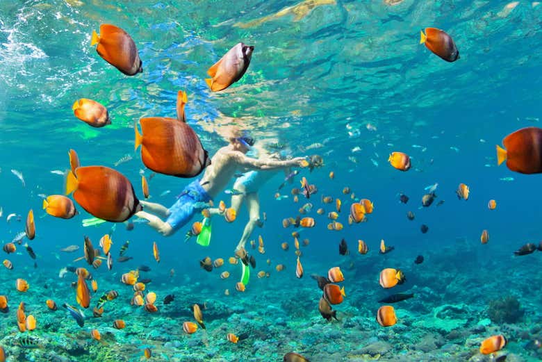 Pesci colorati delle Maldive