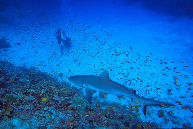 Scuba Diving with Sharks in Rasdhoo Book Online at