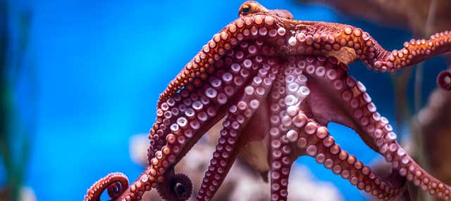 Entrada al Acuario Nacional de Malta