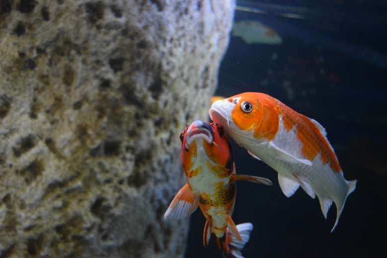 Peixes em um dos habitats do aquário
