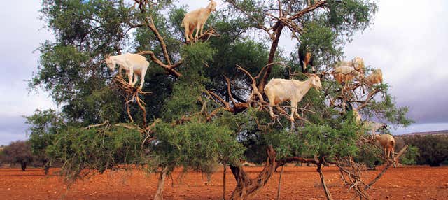 Excursion pour voir les chèvres des arganiers