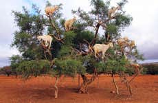 Excursão para ver as cabras em cima das árvores de argan