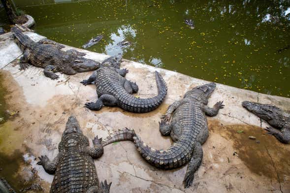 Excursão ao Crocoparc