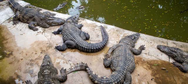 Excursión a Crocoparc