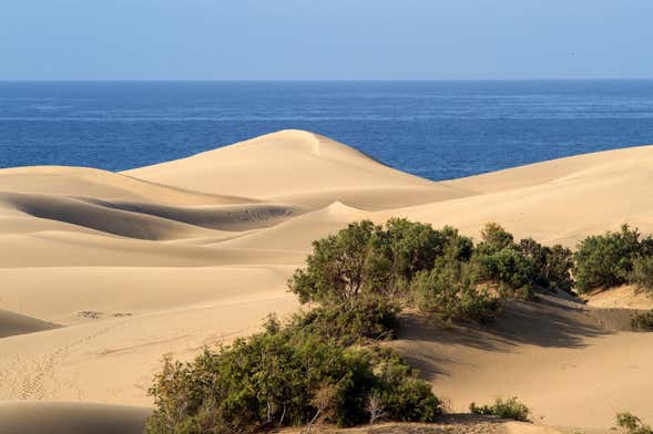 Excursión a Tiznit + Desert Safari