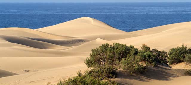 Excursión a Tiznit + Desert Safari