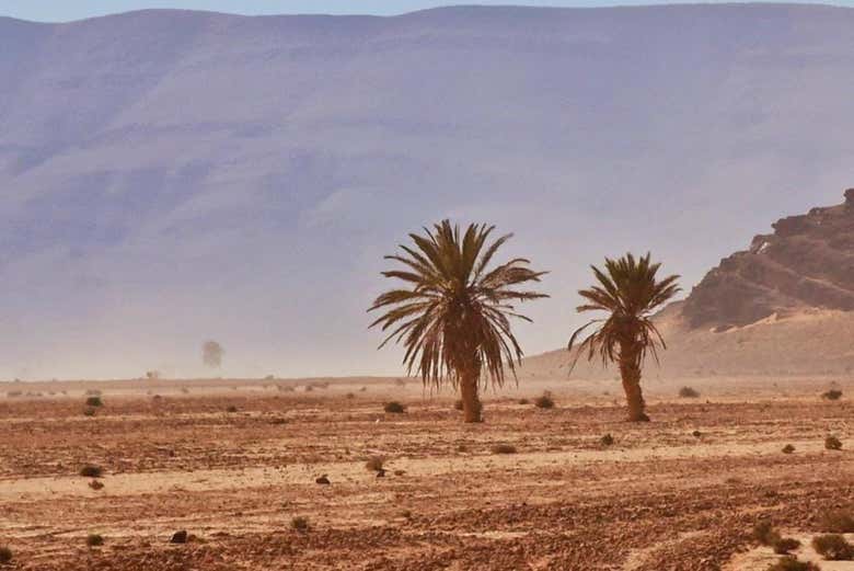 Palmiers dans le désert d'El Borj