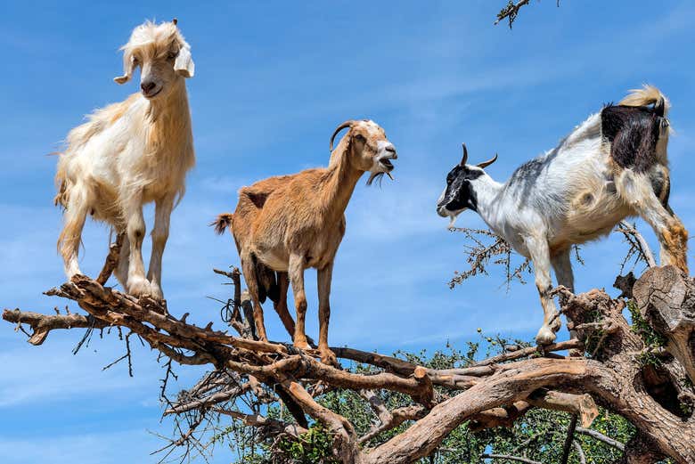 Cabras trepadoras