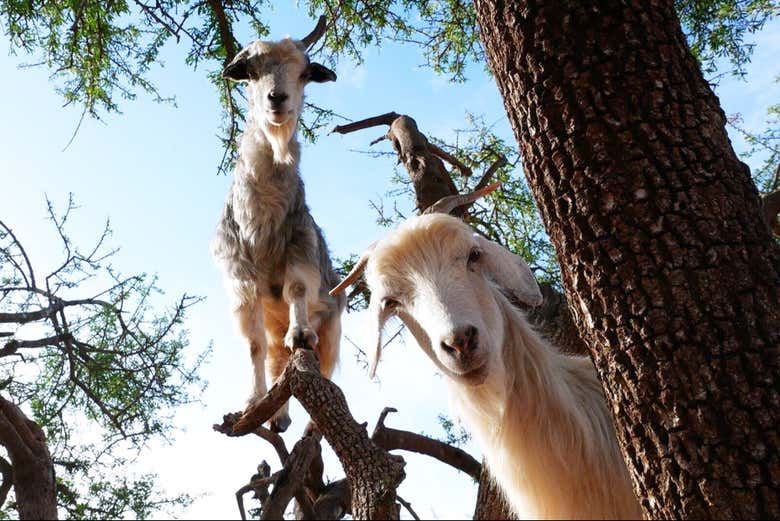 Conoceréis estos simpáticos animales