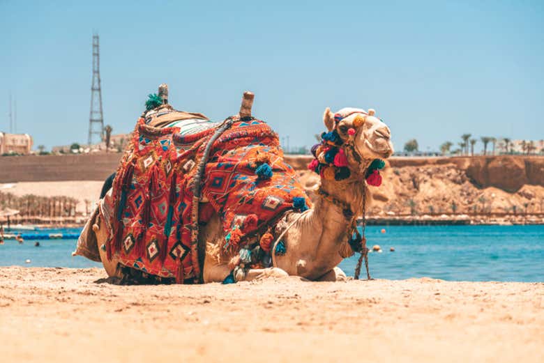 Un cammello ad Agadir