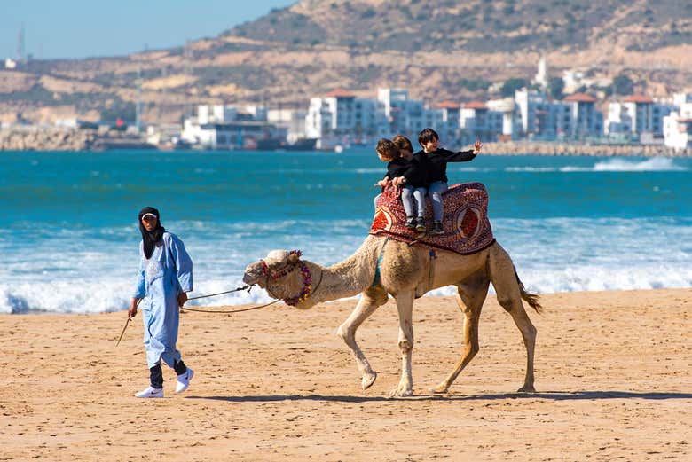 En chameau sur la plage d'Agadir