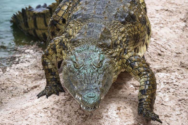 Un spécimen de crocodile dans le Crocoparc