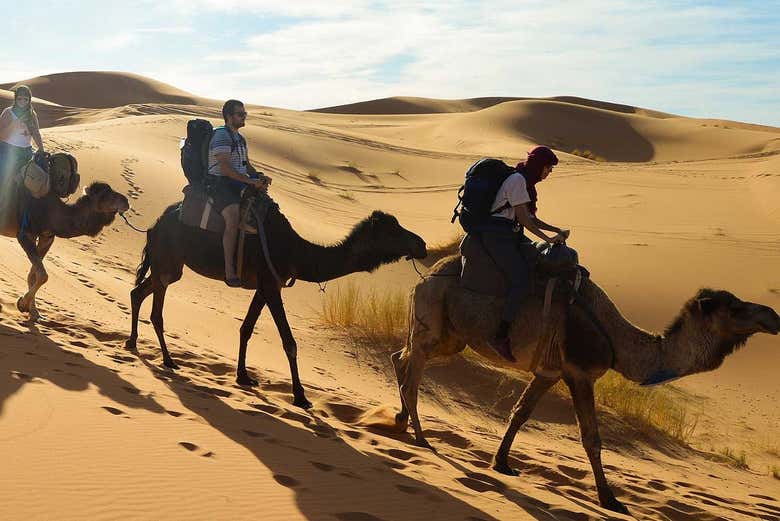 En chameau dans le désert d'Agadir