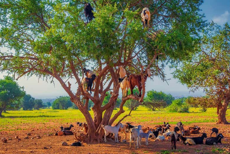 L'une des scènes les plus typiques du Maroc