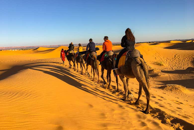 Una fila di cammelli nel deserto