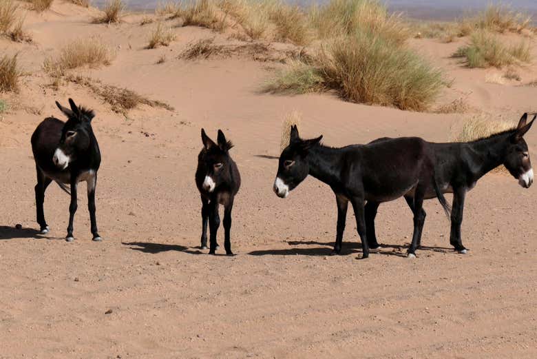 Asini nel deserto