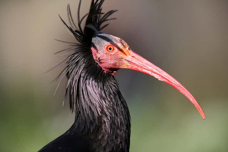 Spot Hermit Ibis', local to Morocco