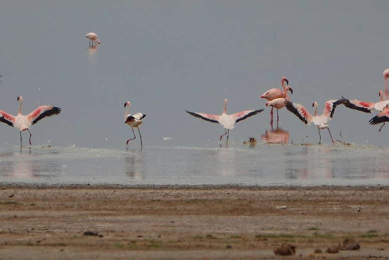 Flamants roses sur la rivière Sus