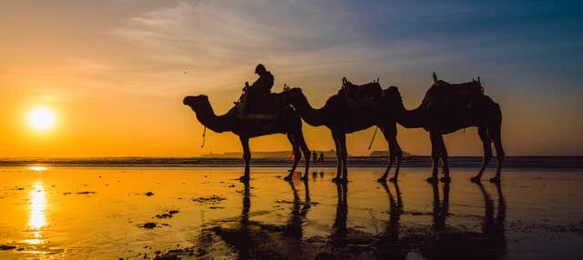 Sunset Camel Ride with Dinner in Agadir