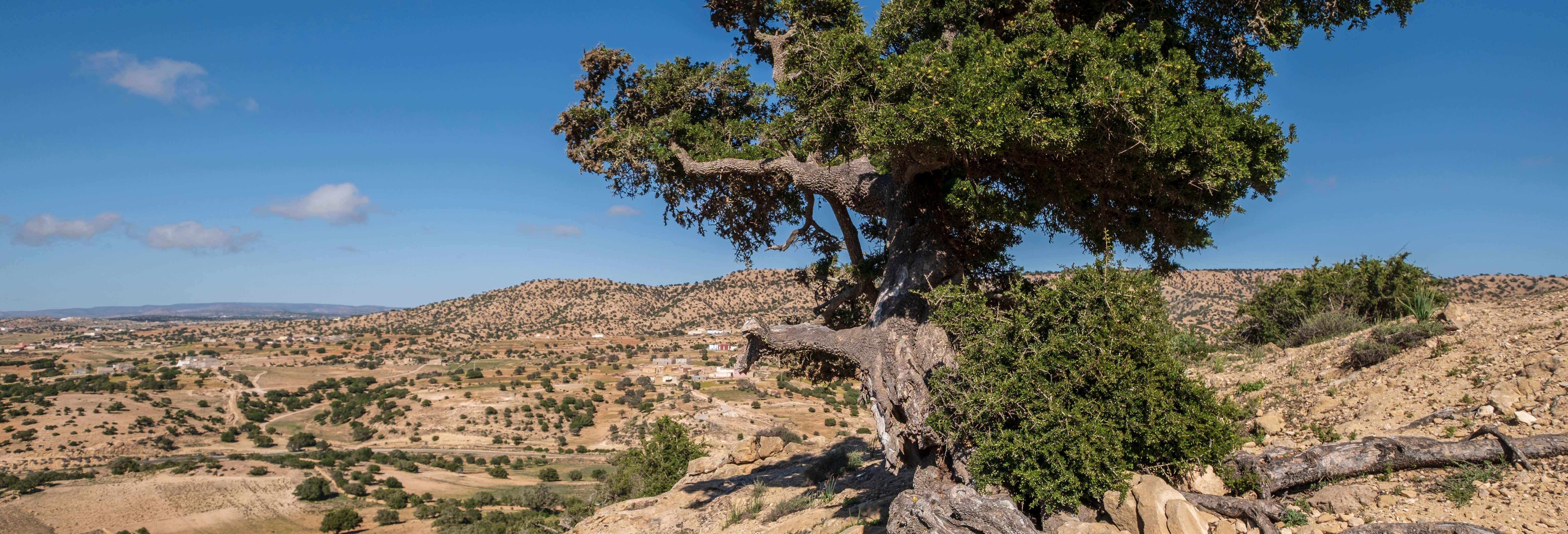 Visitas guiadas y free tours en Agadir