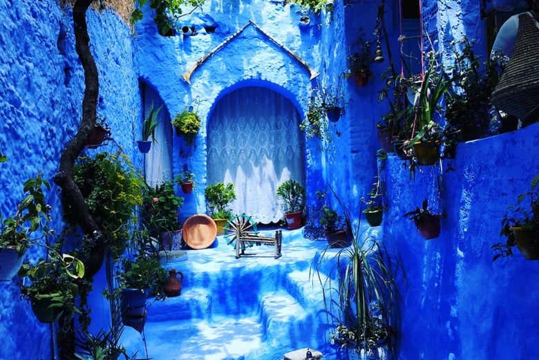 Um cantinho cheio de plantas em Chefchaouen