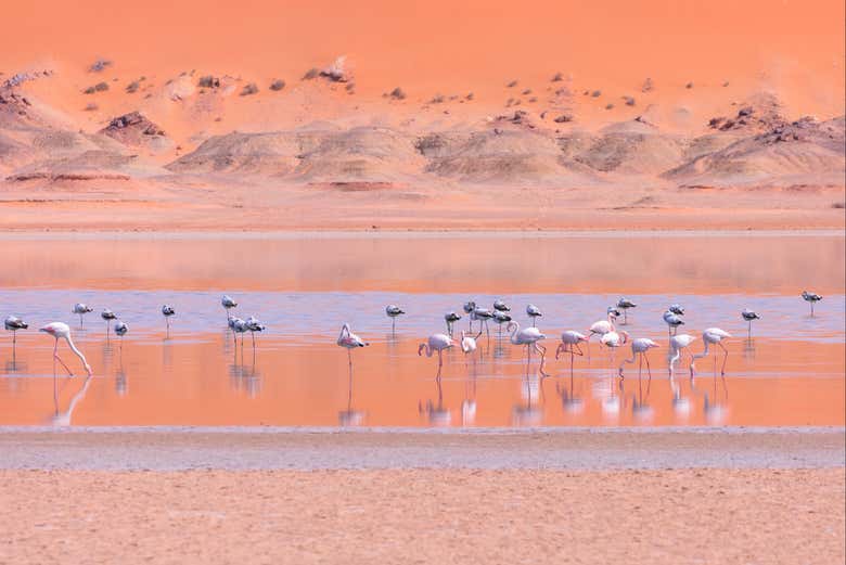Flamants roses dans leur habitat naturel