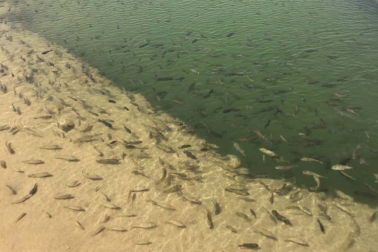 Poissons dans les lagunes d'Imlili