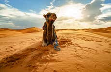 Dakla Camel Ride Experience