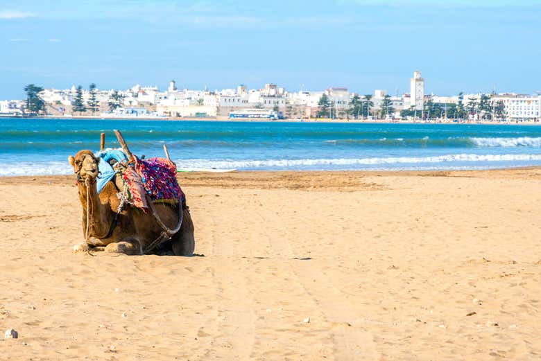 Chameau assis devant la vieille ville d'Essaouira