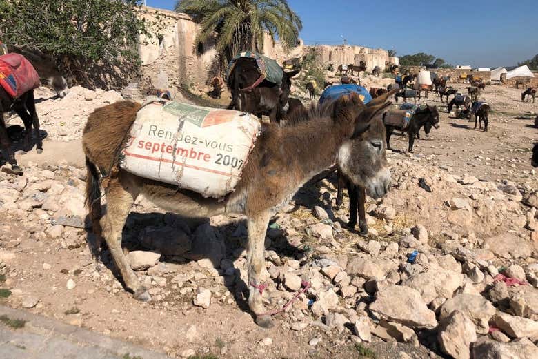 Donkey Parking