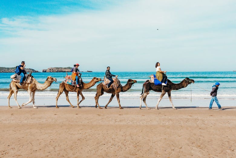 Balade à dos de chameau sur les plages d'Essaouira
