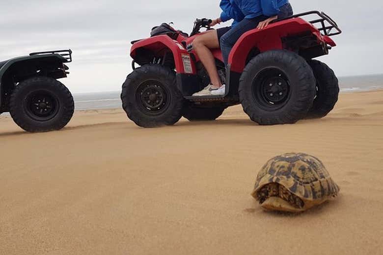 Balade en quad