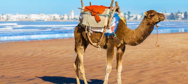 Tour en quad + Paseo en camello