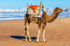 Quad Tour + Camel Ride