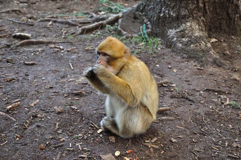 Forêt de singes d'Azrou