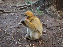 Azrou, forêt des singes