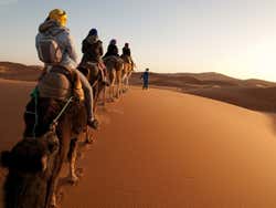 Deserto di Merzouga, cammelli