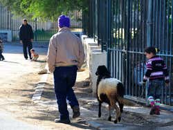 A spasso con un agnello