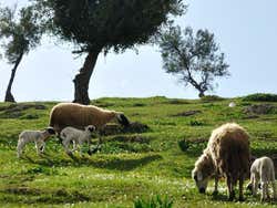 Pecore vicino a Borj Sud