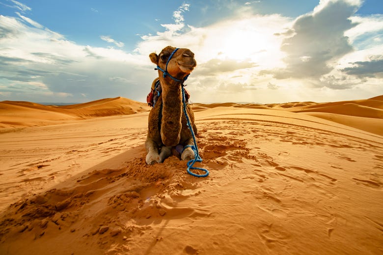 Un simpático camello sobre las dunas del desierto