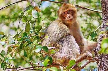 Azrou y los bosques de cedros