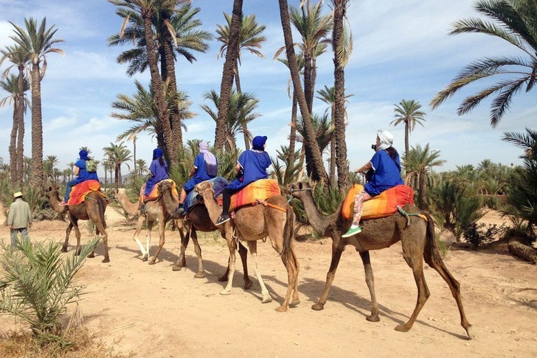 Riding camels through the Marrakech Palm Groves