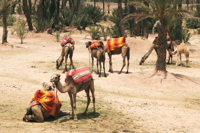 Chameaux aux abords de Marrakech