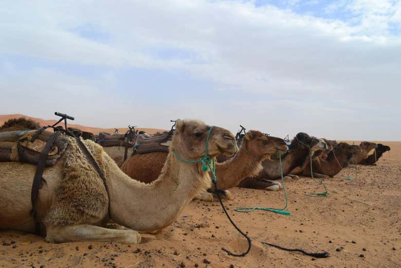 Les chameaux dans le désert du Maroc
